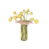 Star Flower Frog  | Pink | Ceramic Lid