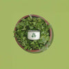 Cilantro Herb / Mini Candle / Latina + Midwest Inspired