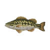 bass rug