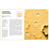 cookie box